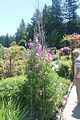 142 - Butchard Gardens  - IMG_1675